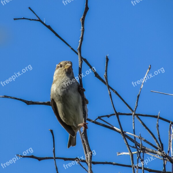 Sparrow Tree Bird Wildlife Nature