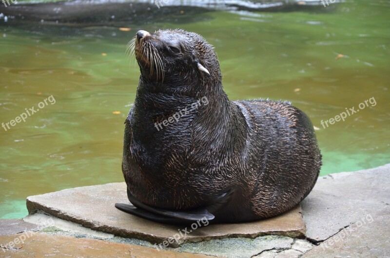 Robbe Zoo Animal World Seal Mammal