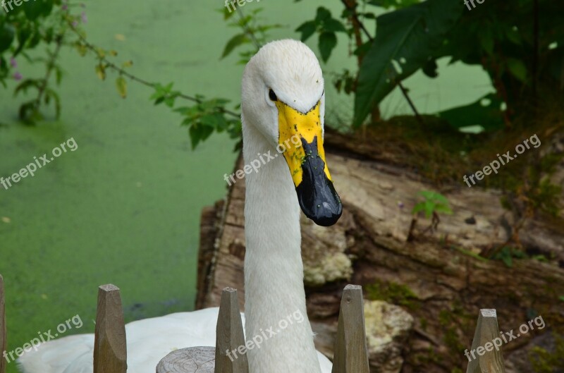 Goose Nature Bird Animal Wild Goose