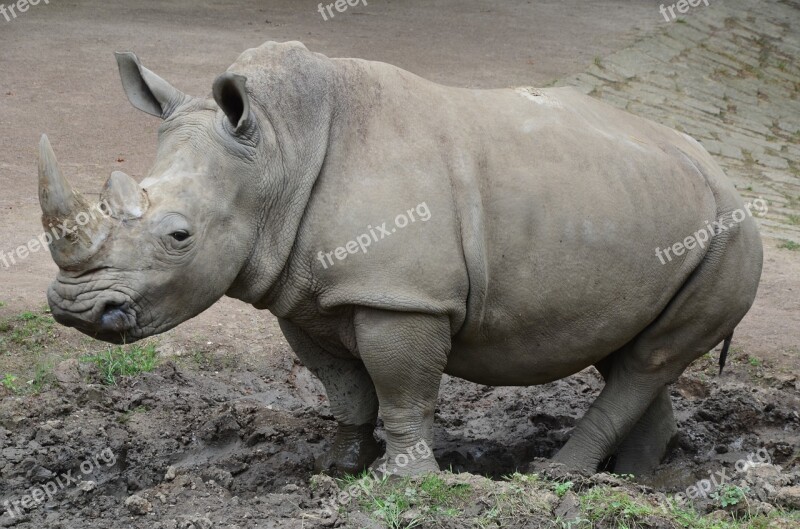 Rhino Zoo Nature Park Safari Mammals