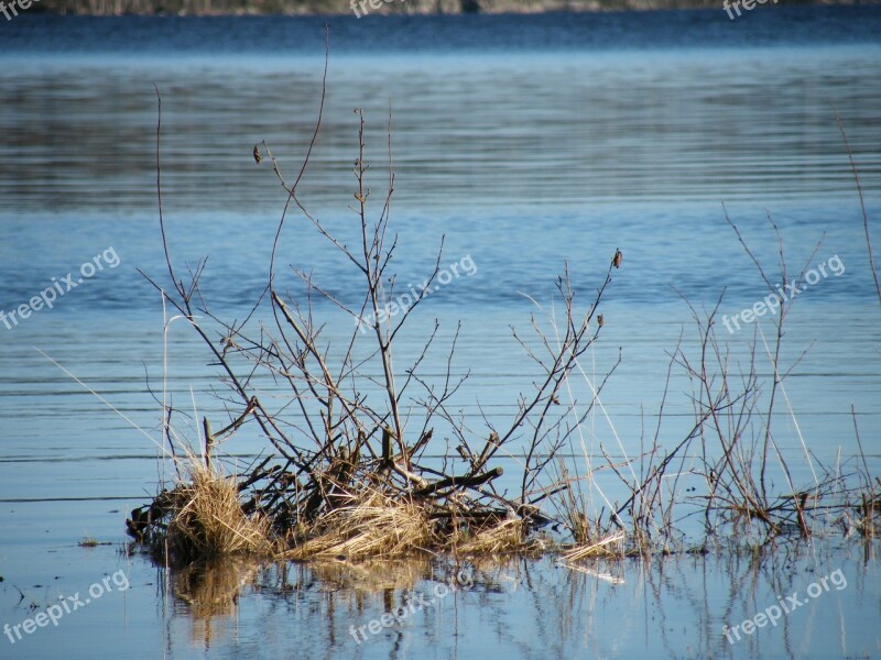 Twig In Water Lake Norwegian Nature Norway Free Photos