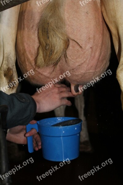 Treaty Udder Livestock Cow Milk