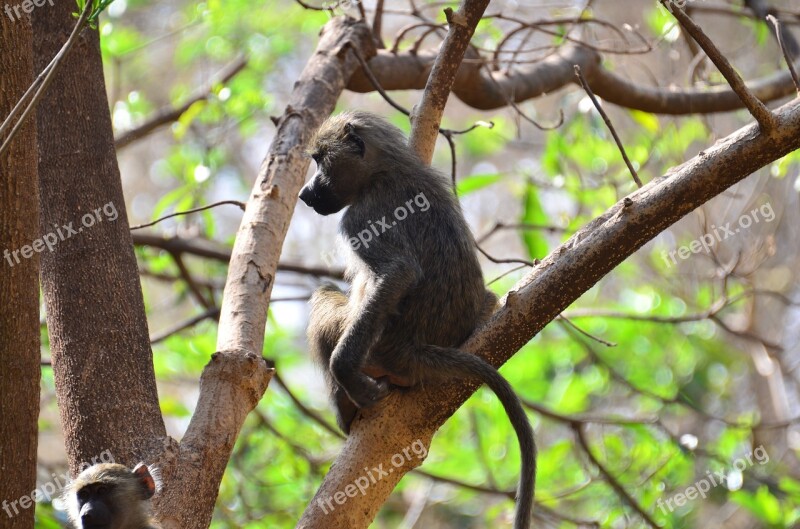 Monkey Tanzania Animals Free Photos