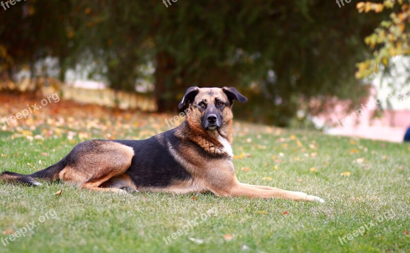 Dog Shepherd Dog Wolfhound Free Photos