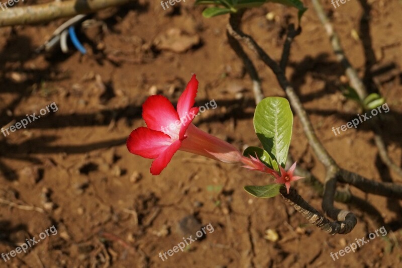 Red Flower Awesome Background Nature