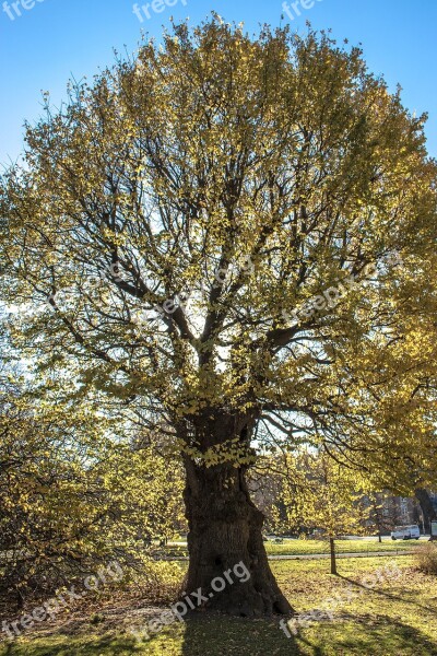 Autumn Sussex Brighton Tree Free Photos