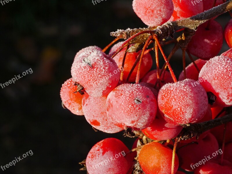 Embellishment Frost Morning Winter Nature