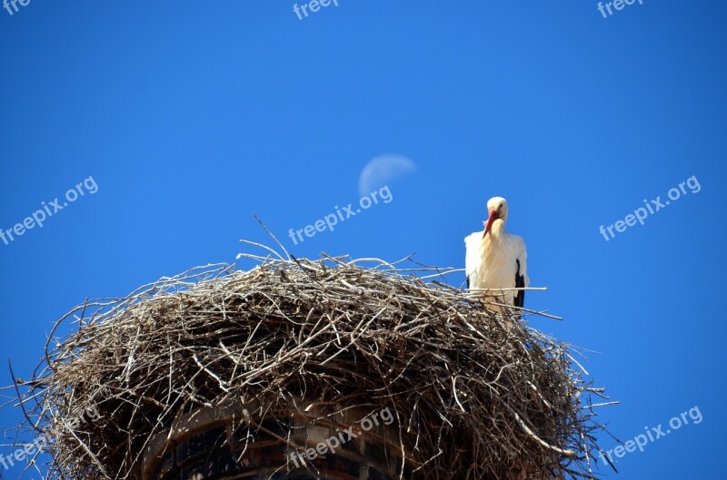 Stork Nest Bird Storchennest Storks