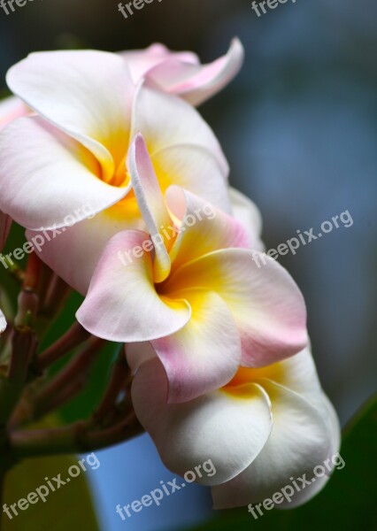 Plumeria Garden Pink White Tropical