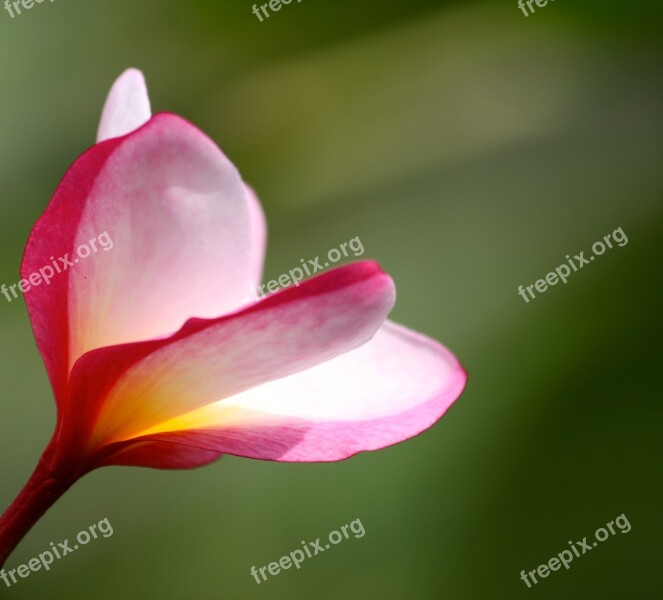 Plumeria Pink Flower Exotic Nature