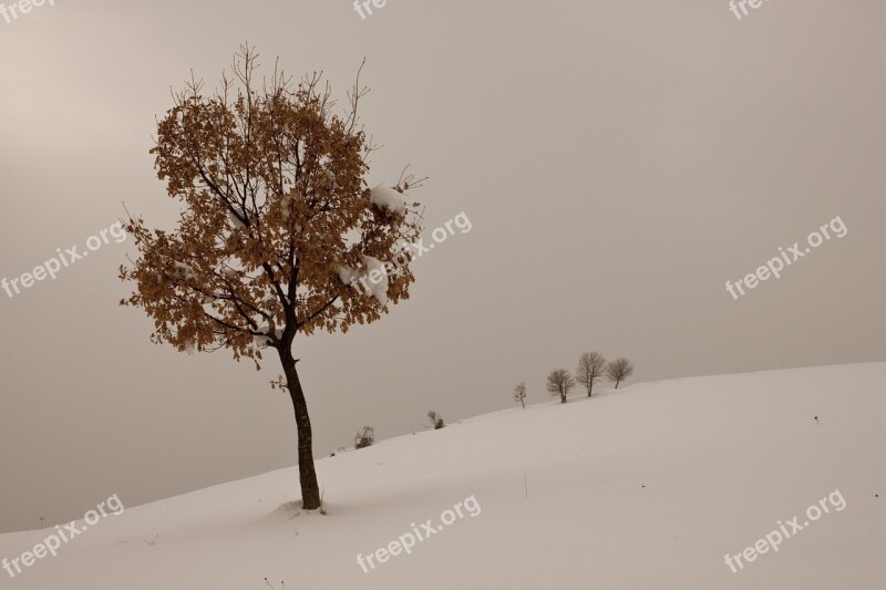 Winter Snow Tree Snow Landscape Nature