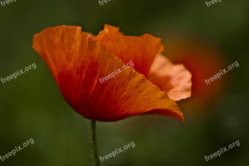 Papaver Rhoeas Red Green Flower Macro