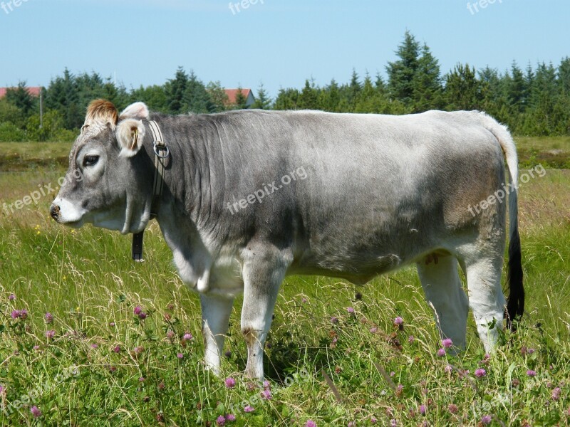 Cow Animals Livestock Pastures Cattle