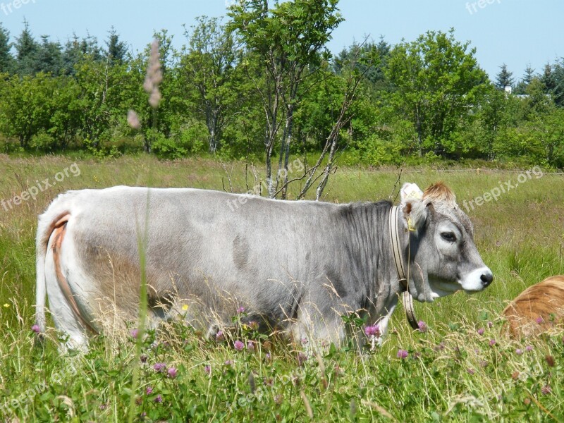 Cow Animals Livestock Pastures Cattle