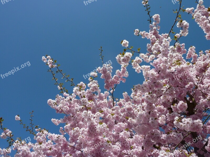 Cherry Tree Blossom Spring Japanese Cherry Tree Blooms Pink Blossoms Free Photos