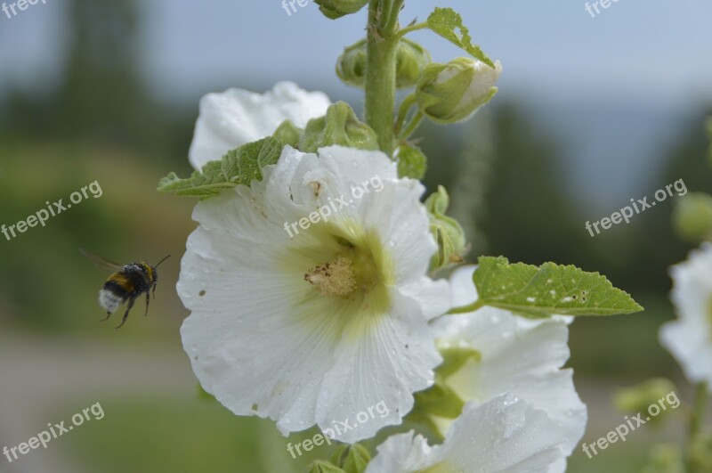 Hummel Blossom Bloom White Close