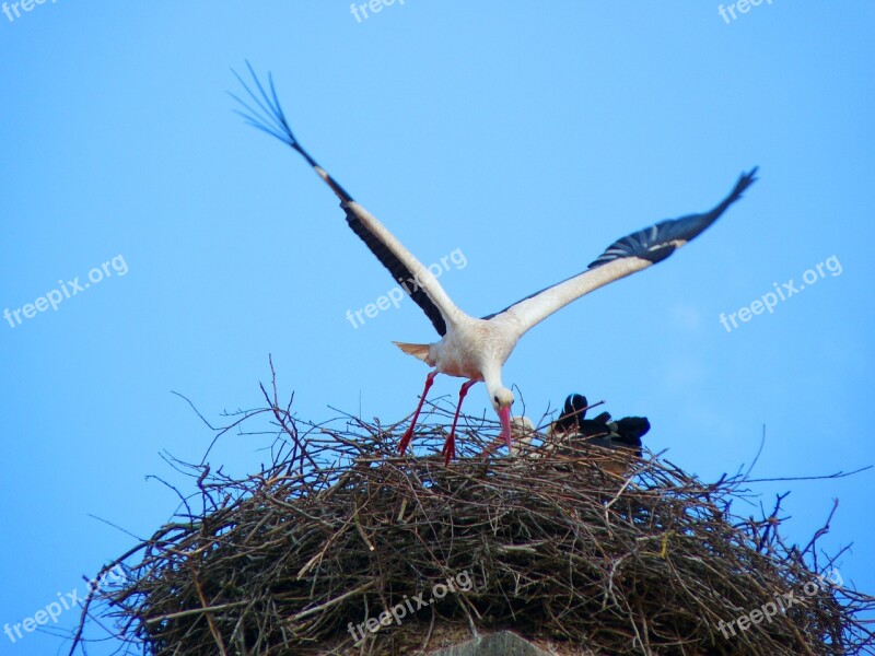 Stork Nest Bird Storchennest Free Photos