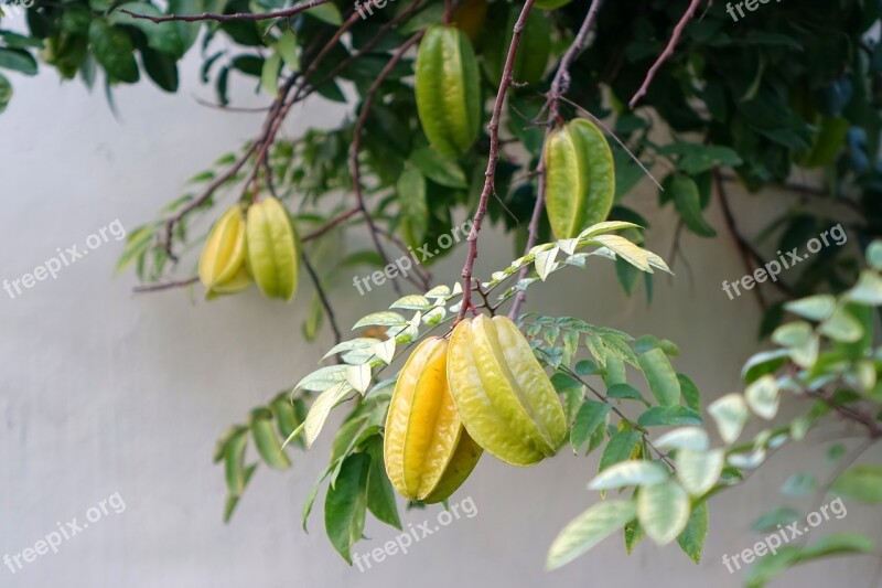 Star Fruit Carambola Summer Fruit Exotic Gross