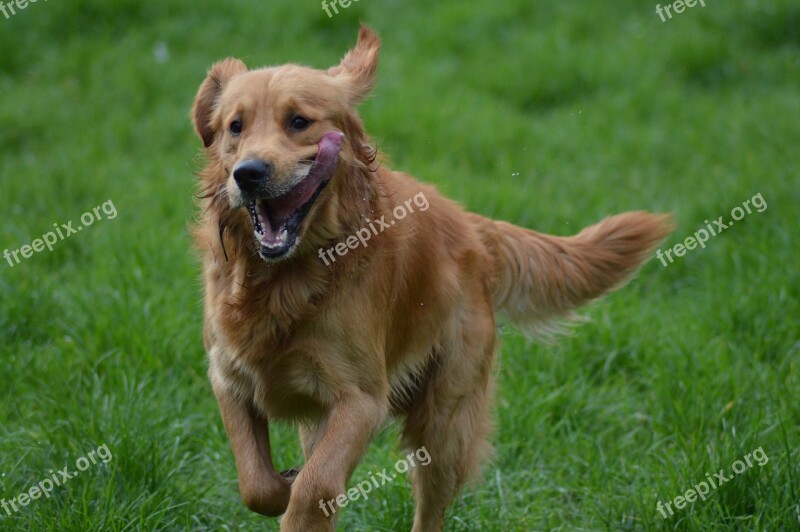 Dog Golden Retriever Nature Animal Animals