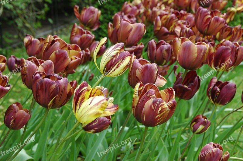 Tulips Tulip Flowers Holland The Fields