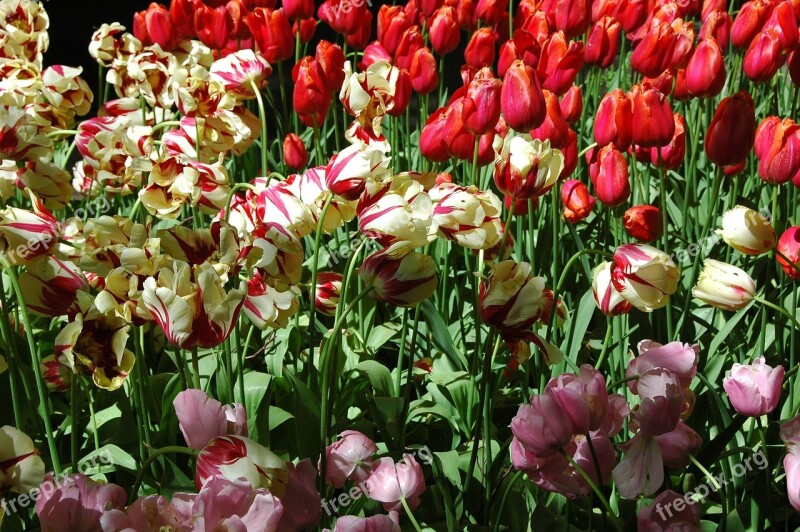 Tulip Flowers Holland The Fields Summer