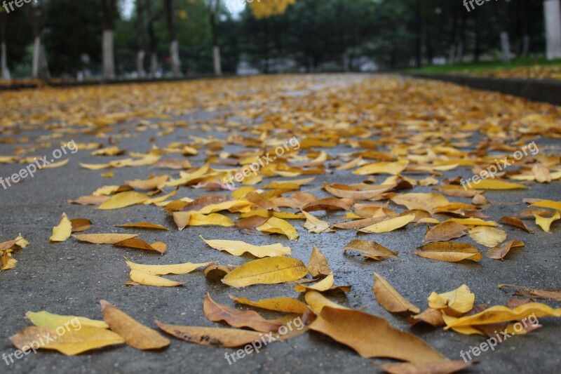 Autumn Defoliation Lonely Yellow Leaf