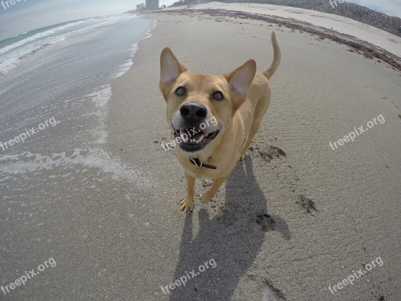 Beach Dog Ocean Pet Sea