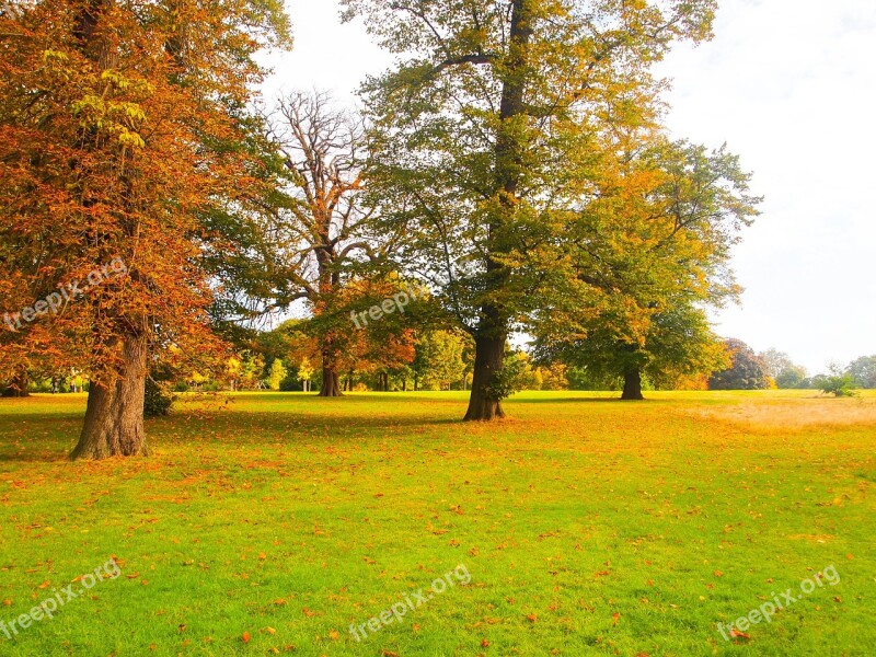 Park Autumn Ocher Leaf Yellow