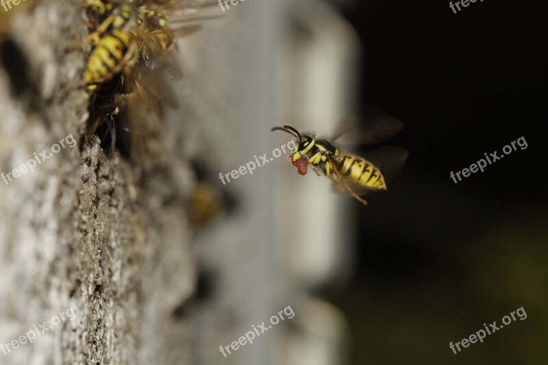 The Hive Compound Wing Probe Yellow