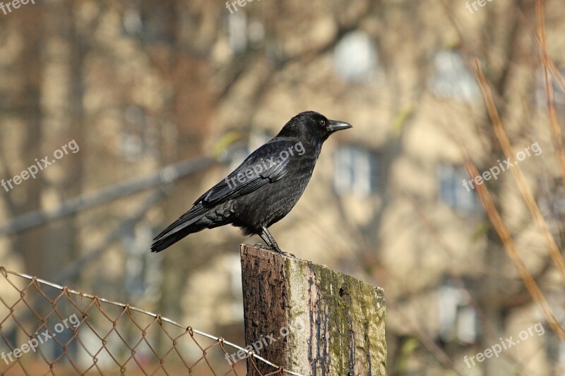 Crow Raven Bird Raven Bird Black