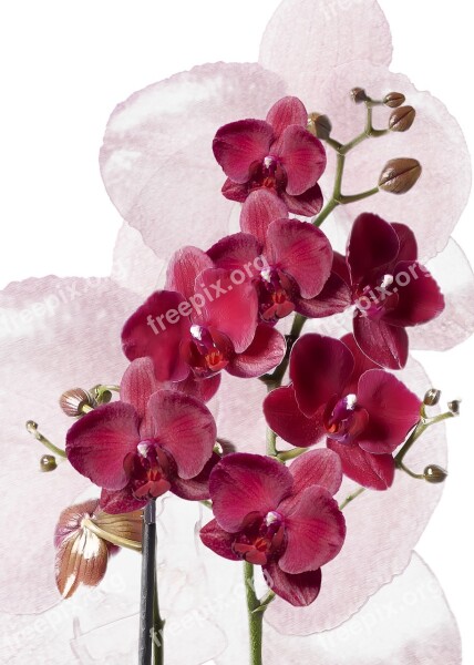 Phalaenopsis Orchids Burgundy Red Plant