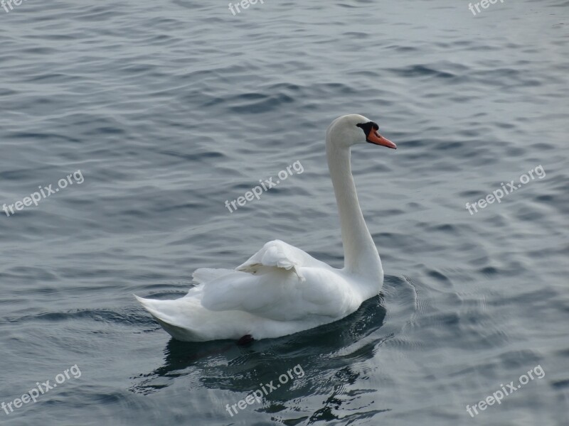 Swan Bird Lake Slovenia Free Photos