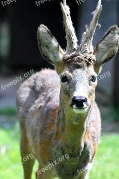 Siberian Roe Deer Roe Capreolus Pygargus Animal Russian Animal