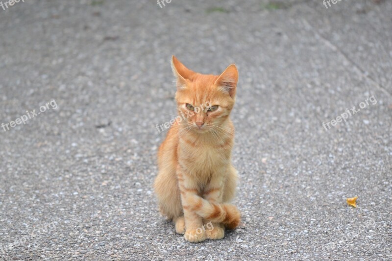 Kitten Orange Cat Little Tiger Red Fur