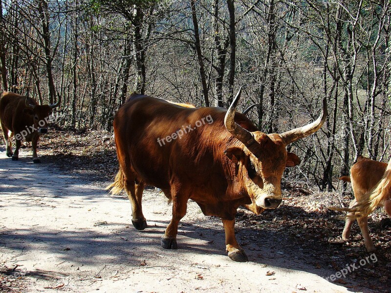 Livestock Toro Nature Animal Husbandry Horns