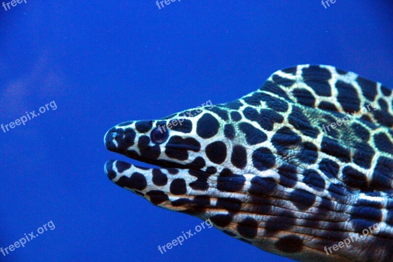 Honeycomb Moray Gymnothorax Favagineus Moray Gimnotoraks Leopard Aquarium