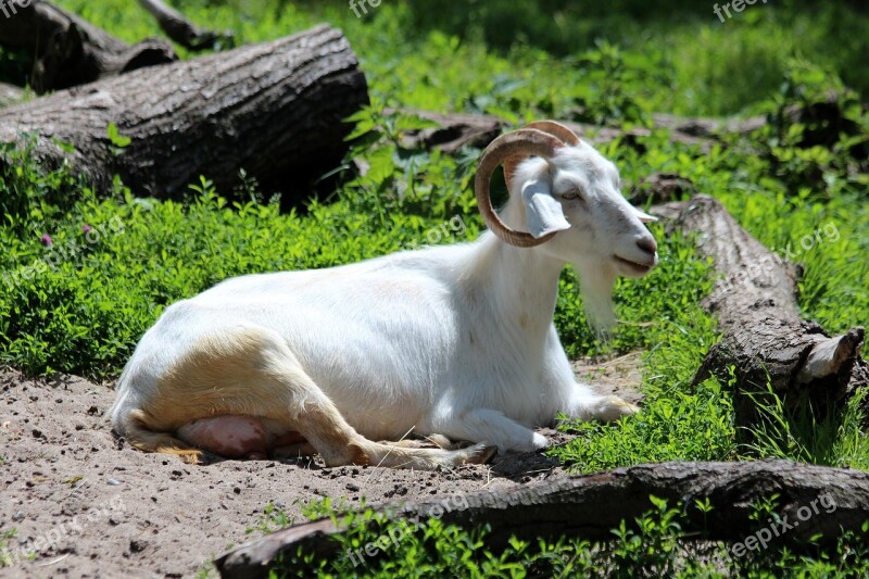 Goat White Goat Animal White Pet Pet