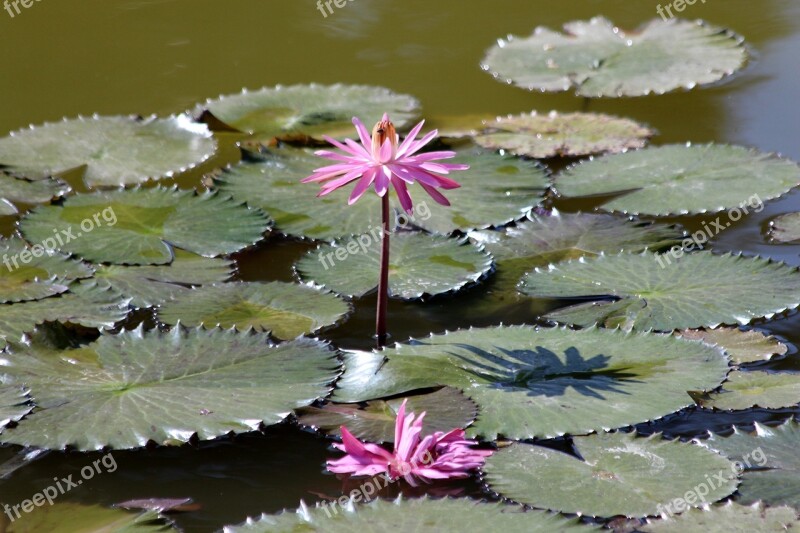 Water Lily Lily Flower In The Summer Of Beautiful Flowers