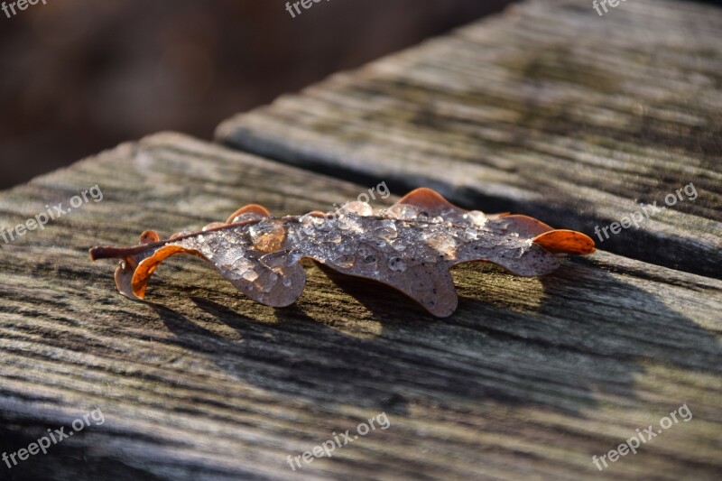 Leaf Autumn Leaves Nature Fall Foliage