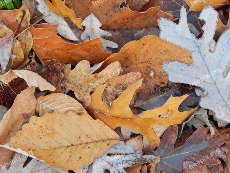 Brown Fall Leaves Frost-edged Fall Late Fall Autumn