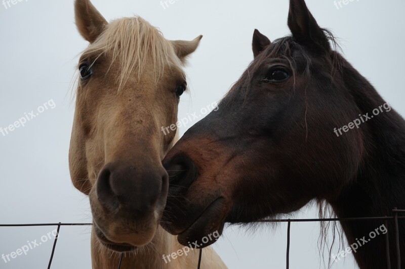 Horses Fence Farm Nature Animal