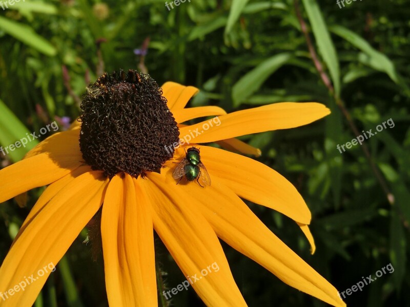 Yellow Sun Hat Echinacea Paradoxa Lucilia Sericata Garden