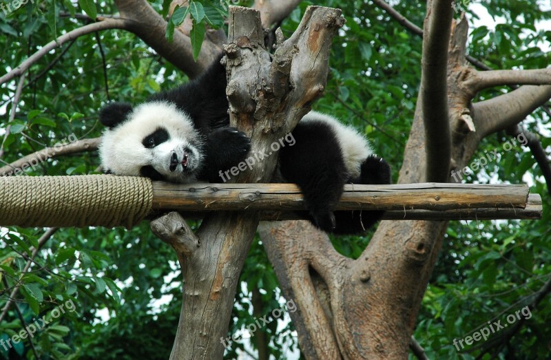 Giant Panda Young Animal China Free Photos