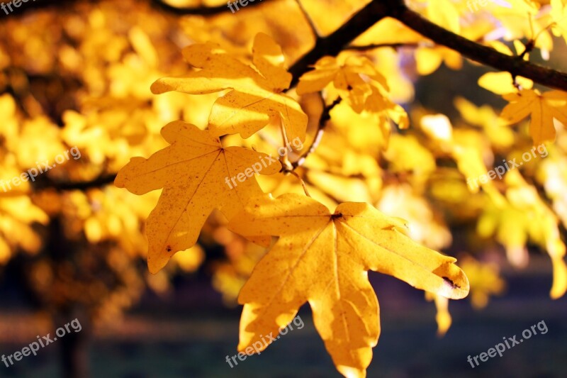 Leaves Autumn Nature Leaf October