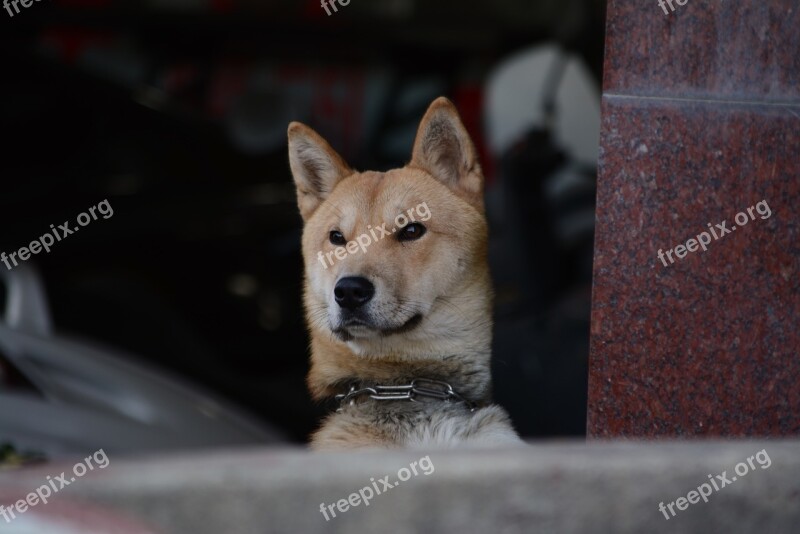 Republic Of Korea Puppy Dog Korean Jindo Dog Facial