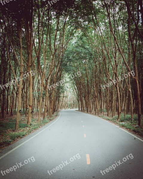 Rubber Tree Rubber Tapping The Wild Rubber Career Preparation The Rubber Cup