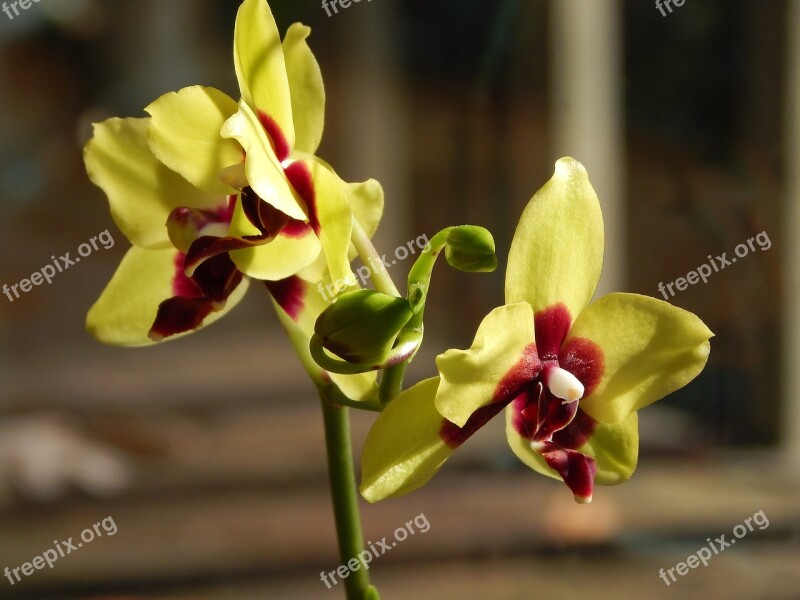 Hybrid Phalaenopsis With Buds Phalaenopsis Orchid Yellow Red