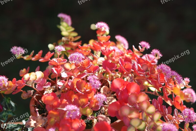 Plant Sedum Sieboldii Crassulaceae Flowerpot Ornamental Plant