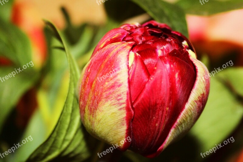 Peony Bud Red Flower Blossom