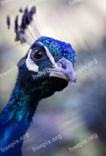 Peacock Movement Color Bird Free Photos